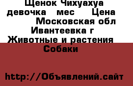 Щенок Чихуахуа(девочка 2 мес)  › Цена ­ 15 000 - Московская обл., Ивантеевка г. Животные и растения » Собаки   